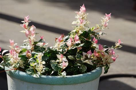 初雪葛風水|ハツユキカズラとは｜育て方がわかる植物図鑑｜みん 